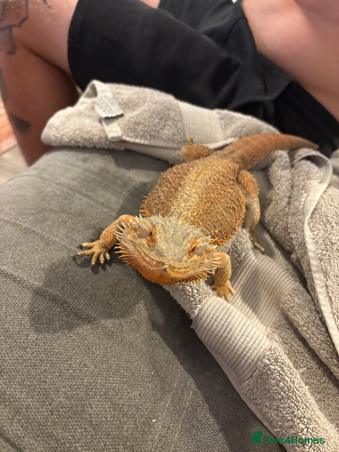 Gecko reptiles for sale: Pinstripe harleyquin crested geckos and Bearded - Image 9