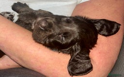 Sprocker dogs for sale: Beautiful spaniel puppies  - Image 6