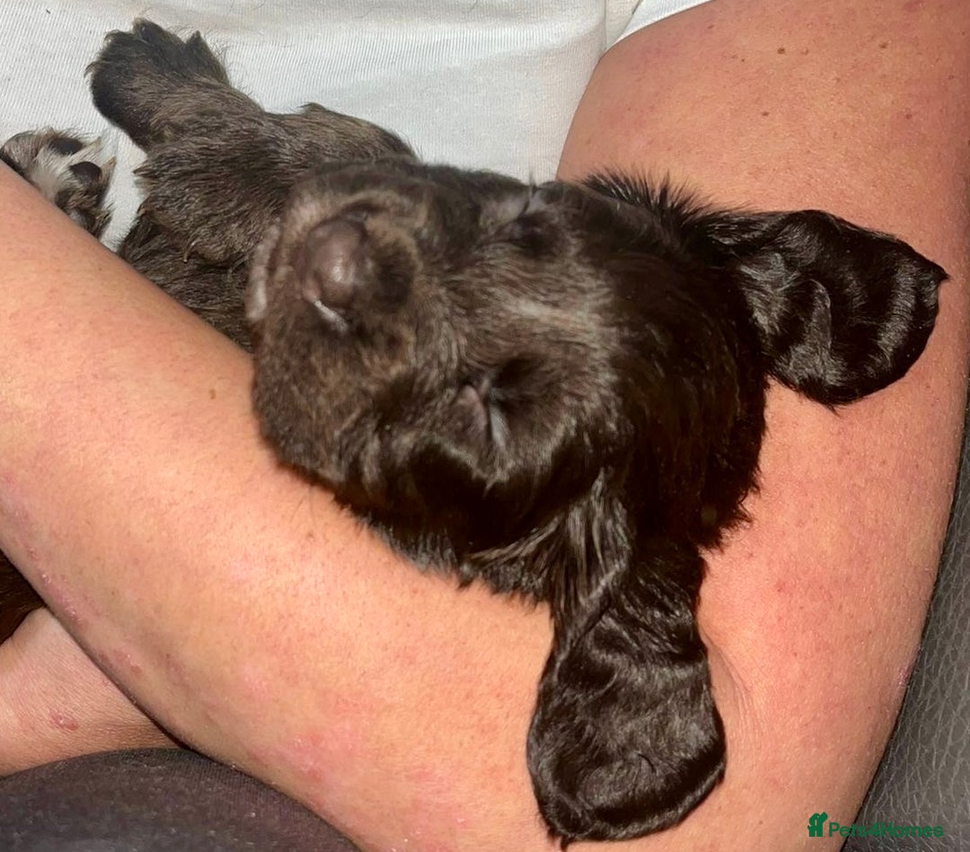 Sprocker dogs for sale: Beautiful spaniel puppies  - Image 6