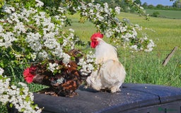 Chickens poultry for sale: ** Stunning friendly Pekin Cockerals available **  - Image 25
