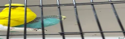 Budgerigars birds for sale: Mix budgies  - Advert 3