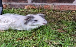 Guinea Pig rodents for sale: female guinea pigs with hutch - Image 3