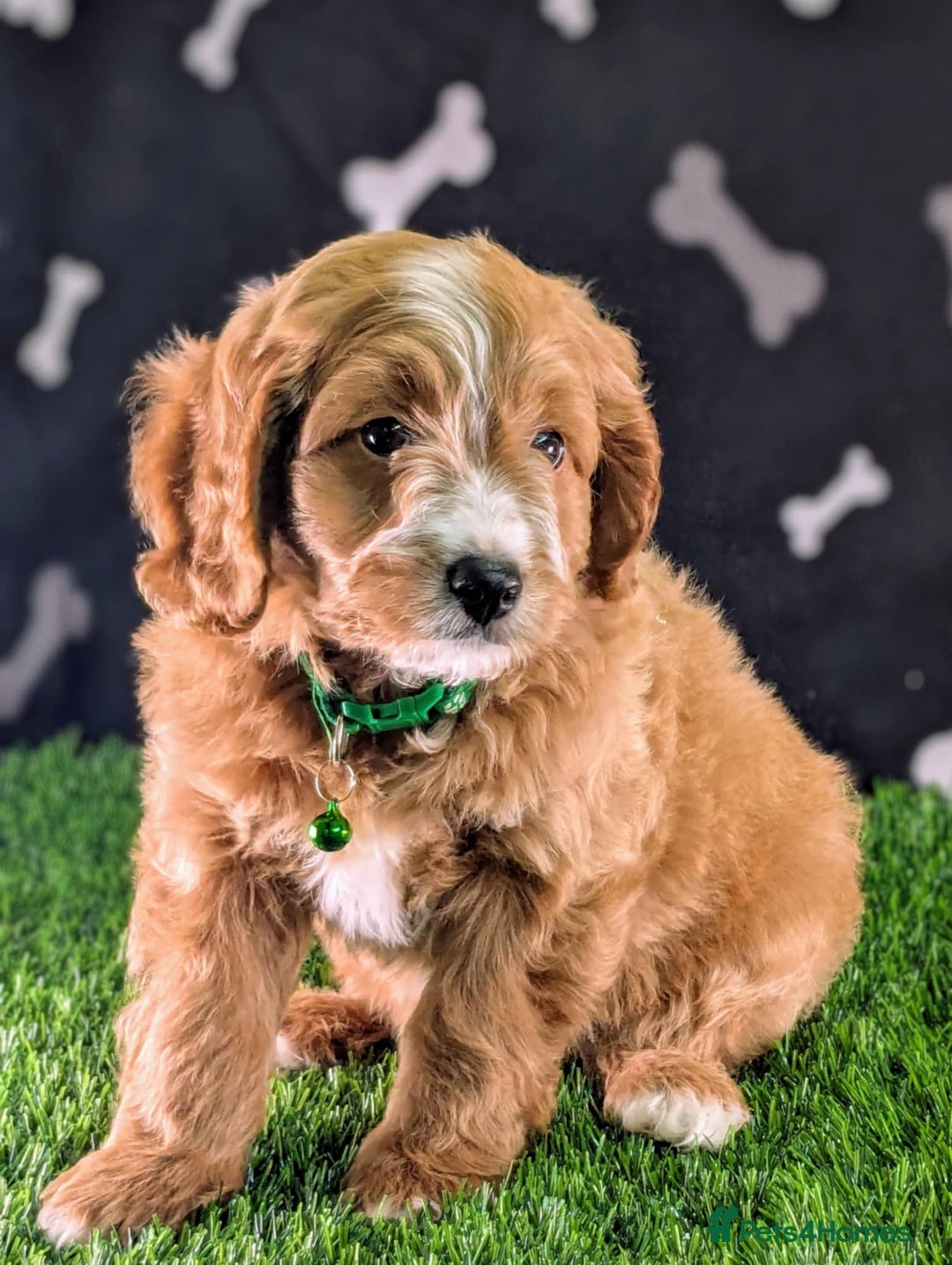 Cavachon dogs for sale: Adorable and Healthy Cavapoochon Puppies  - Image 5