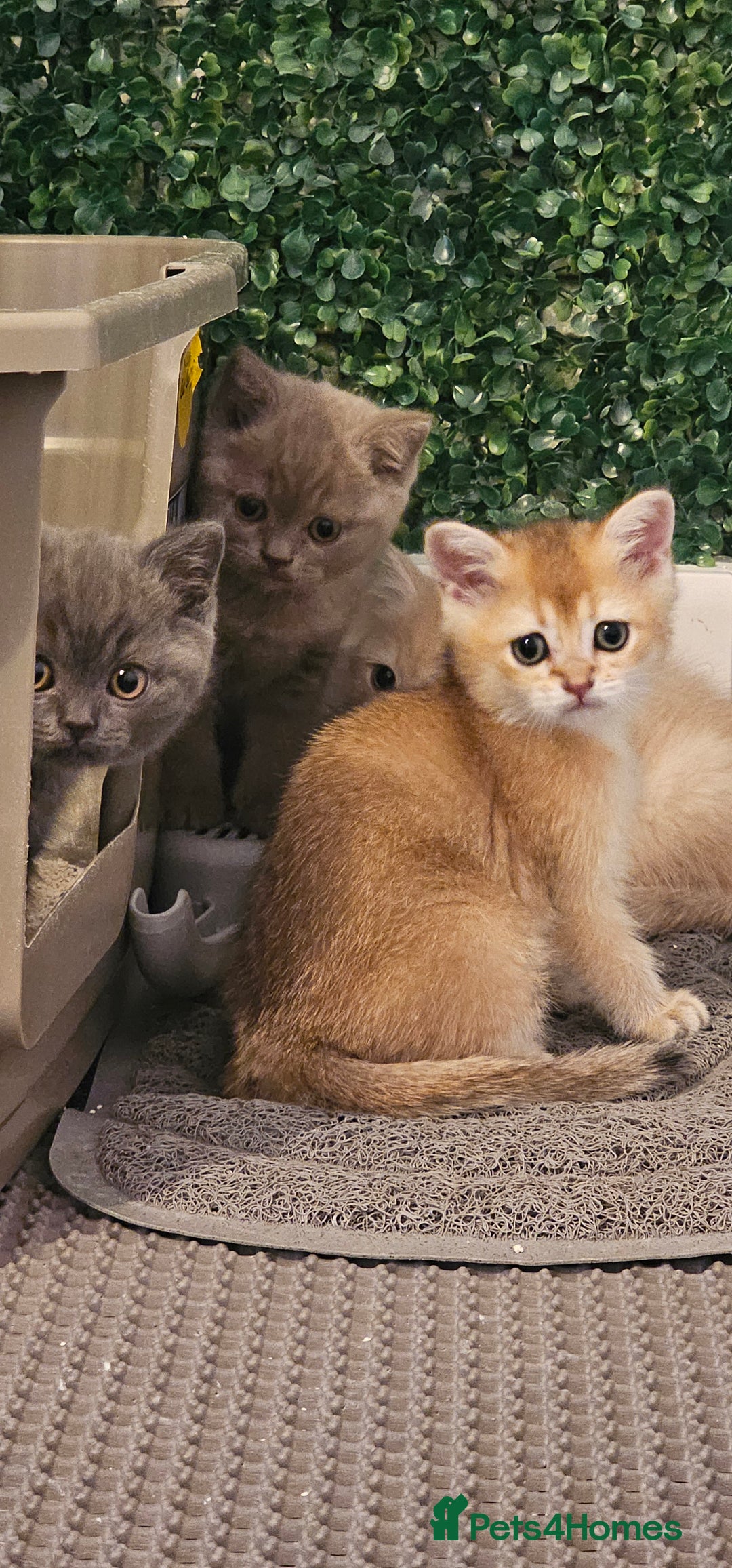 British Shorthair cats for sale: BSH BLUE AND BSH GOLD KITTENS Ready now! - Image 37