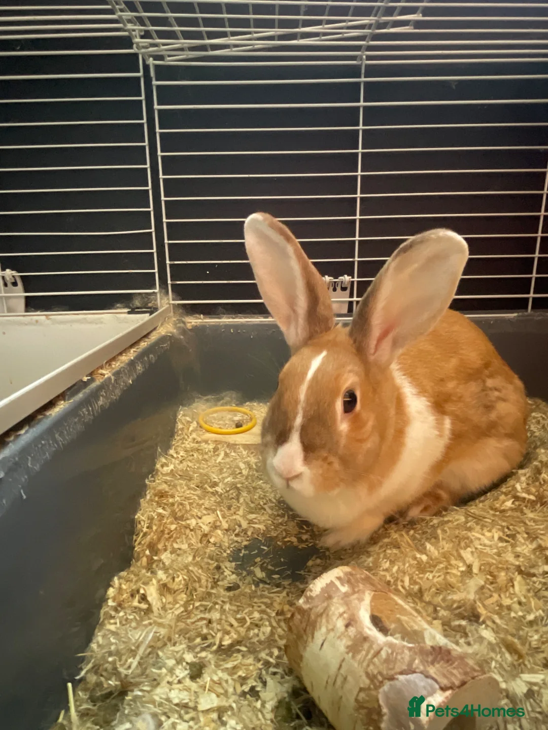 Chinchilla Giganta rabbits for sale: Rabbit for sale. Female  in Weymouth - Advert 3