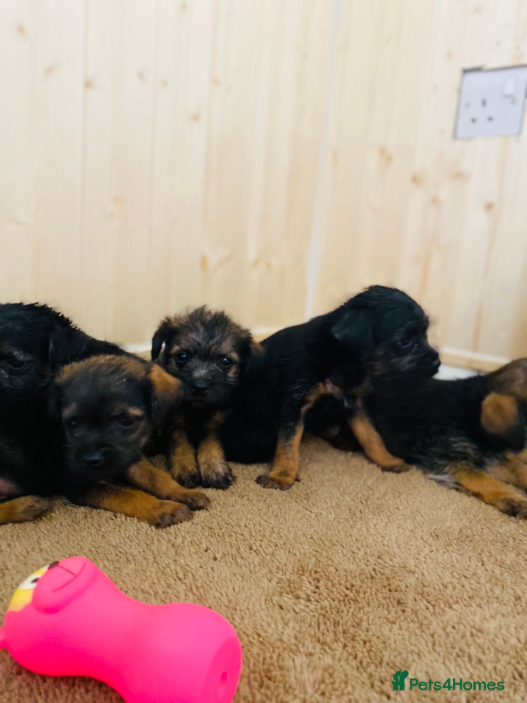 Border Terrier dogs for sale: Border terrier pups  - Image 9