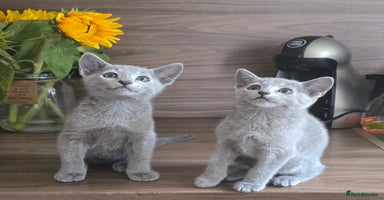 Russian Blue cats - Advert 10