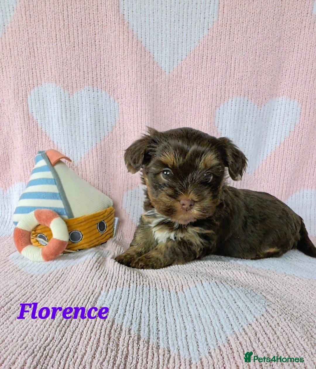 Yorkshire Terrier dogs 2 pups left  - Advert 6