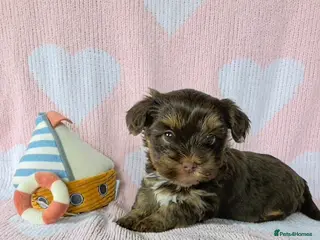 Yorkshire Terrier dogs 2 pups left - Advert 6