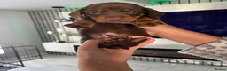 Miniature Dachshund dogs for sale: Miniature Dachshund in Leyland - Advert 16
