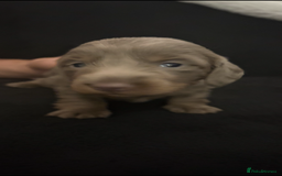 Miniature Dachshund dogs for sale: Miniature Dachshund Puppies - Image 8