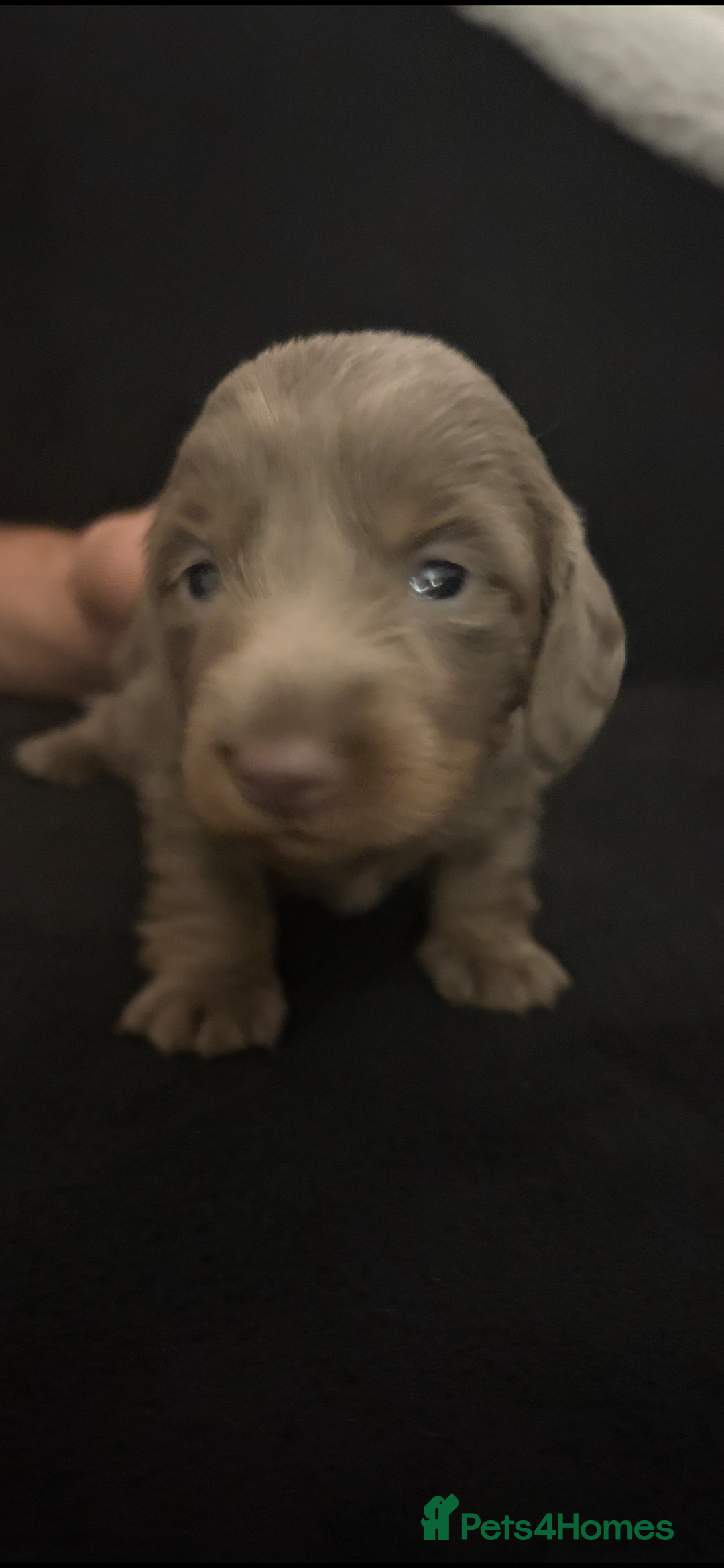 Miniature Dachshund dogs for sale: Miniature Dachshund Puppies - Image 8
