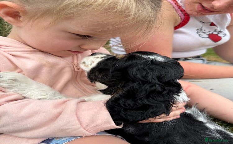 American Cocker Spaniel dogs - Advert 2