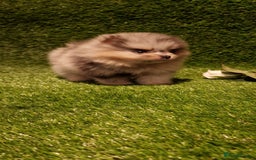 Pomeranian dogs for sale: 🧸💥 TOPQUALITY XXS UNIQUE POMERANIAN PUPPIES 🧸💥 - Image 2