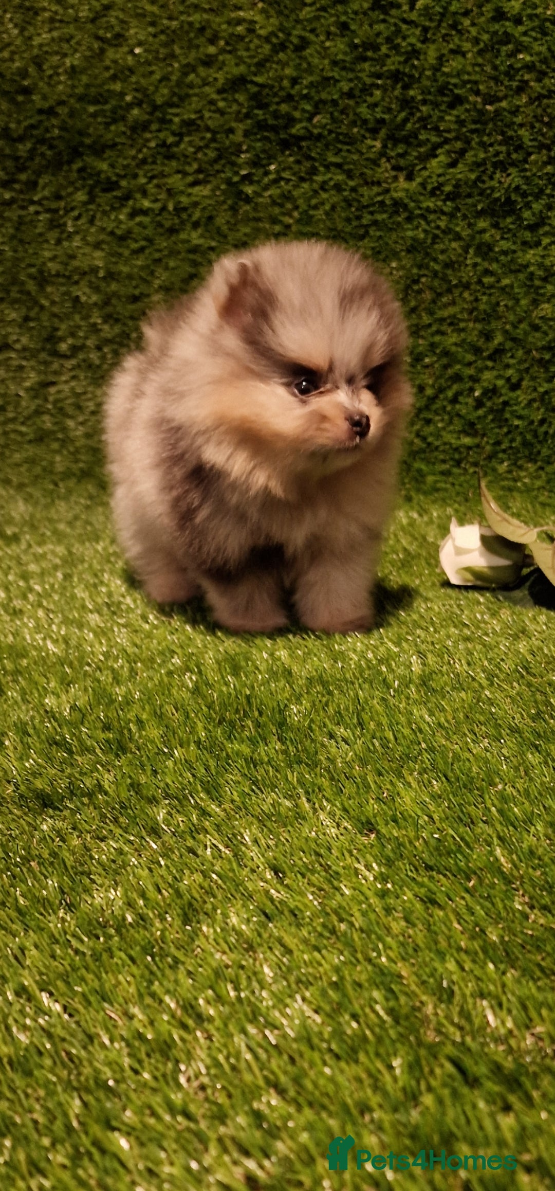 Pomeranian dogs for sale: 🧸💥 TOPQUALITY XXS UNIQUE POMERANIAN PUPPIES 🧸💥 - Image 2