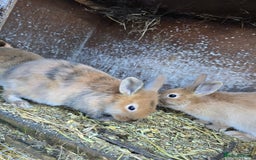 Rex rabbits for sale: Rex x bunnies - Advert 2