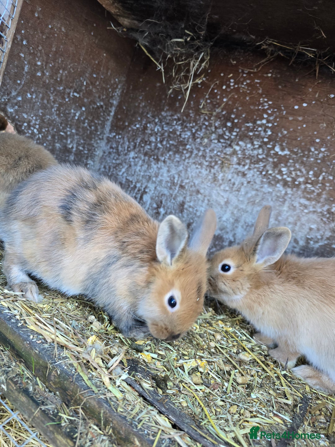 Rex rabbits for sale: Rex x bunnies - Advert 2