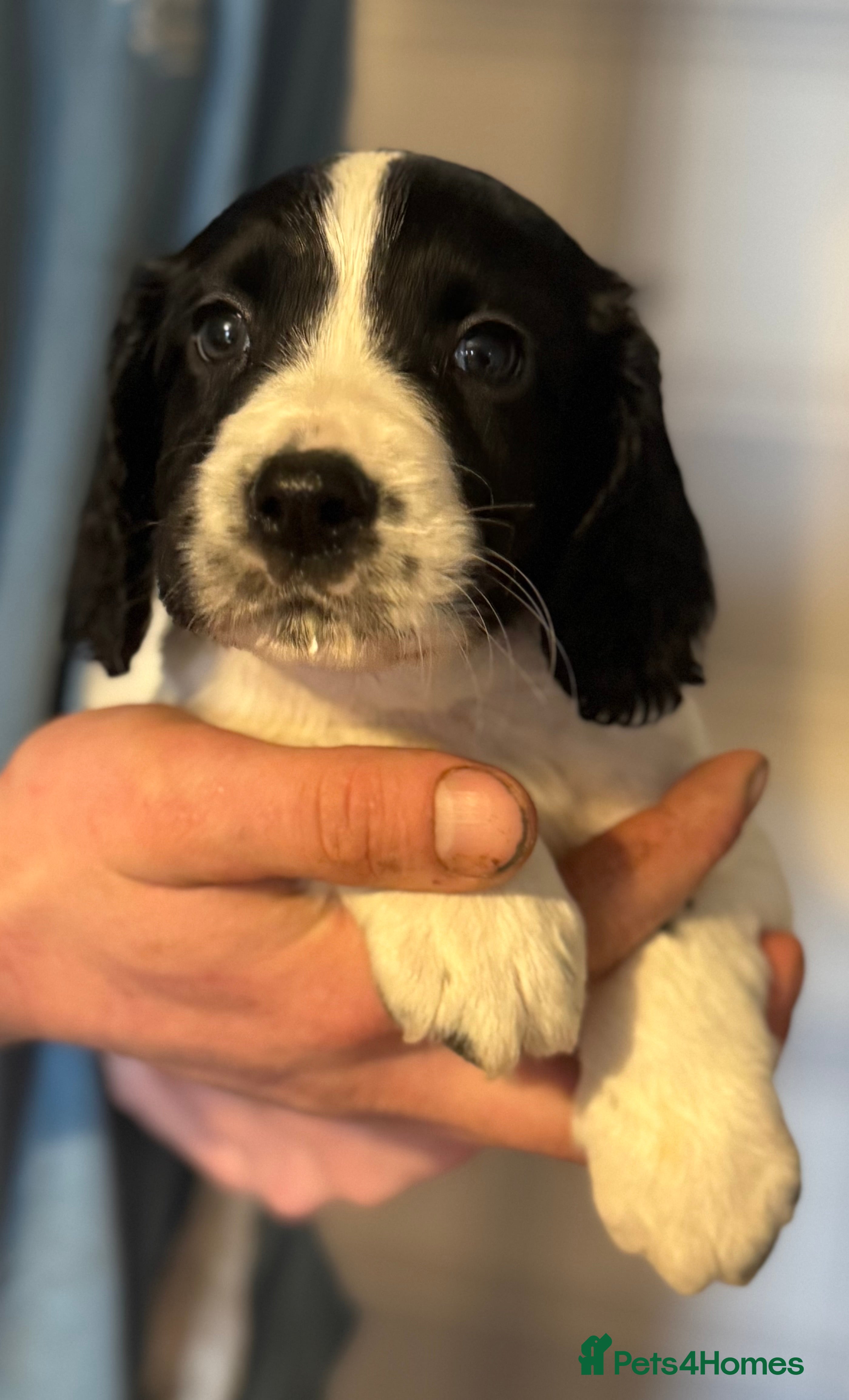English Springer Spaniel dogs One last B/W Springer Dog Puppy available.  - Advert 1
