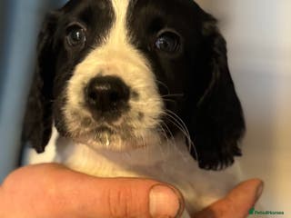 English Springer Spaniel dogs One last B/W Springer Dog Puppy available. - Advert 2