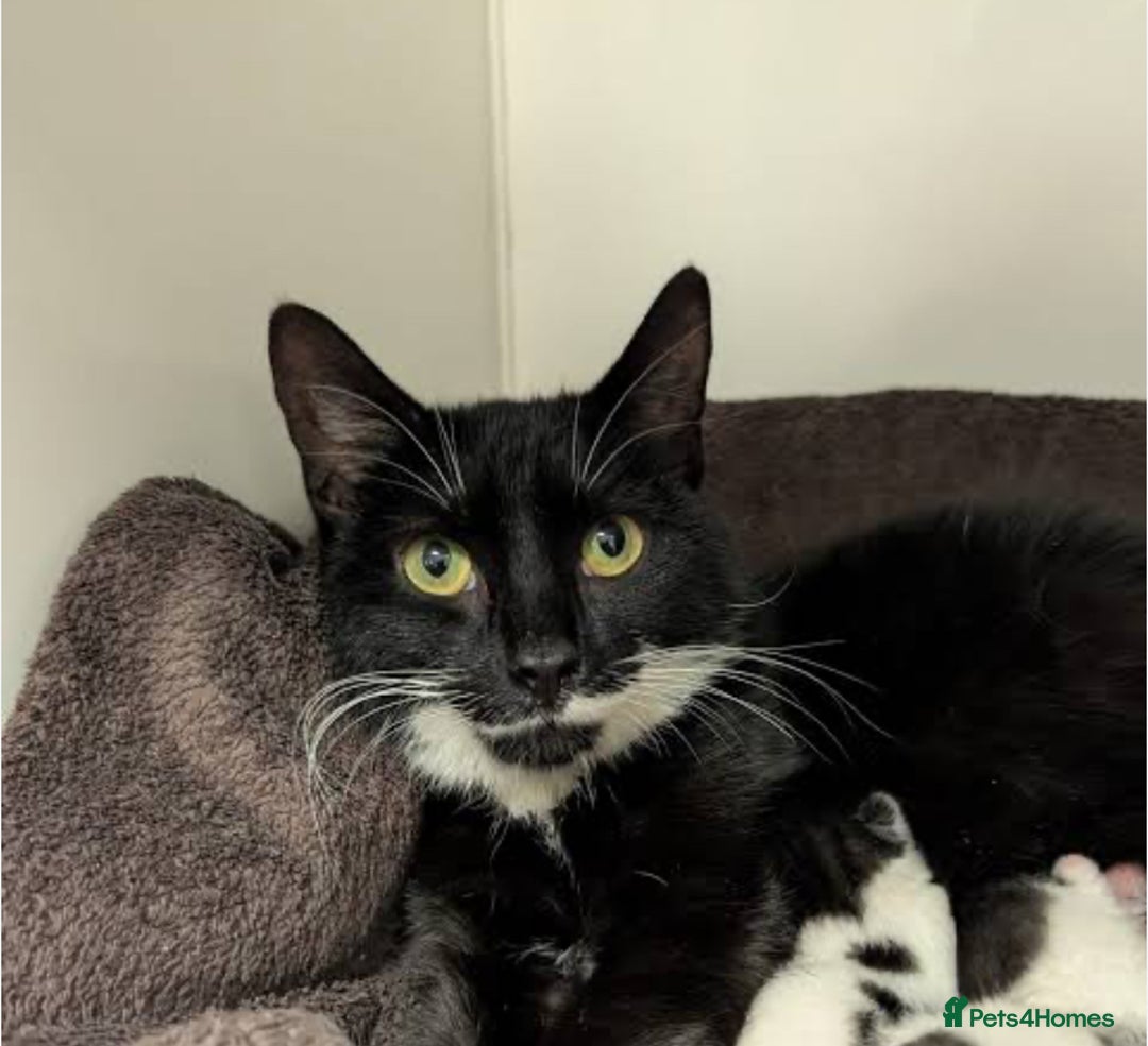 Mixed Breed cats for sale: 2 Adorable Kittens Awaiting Their Forever Home🏡 - Advert 7