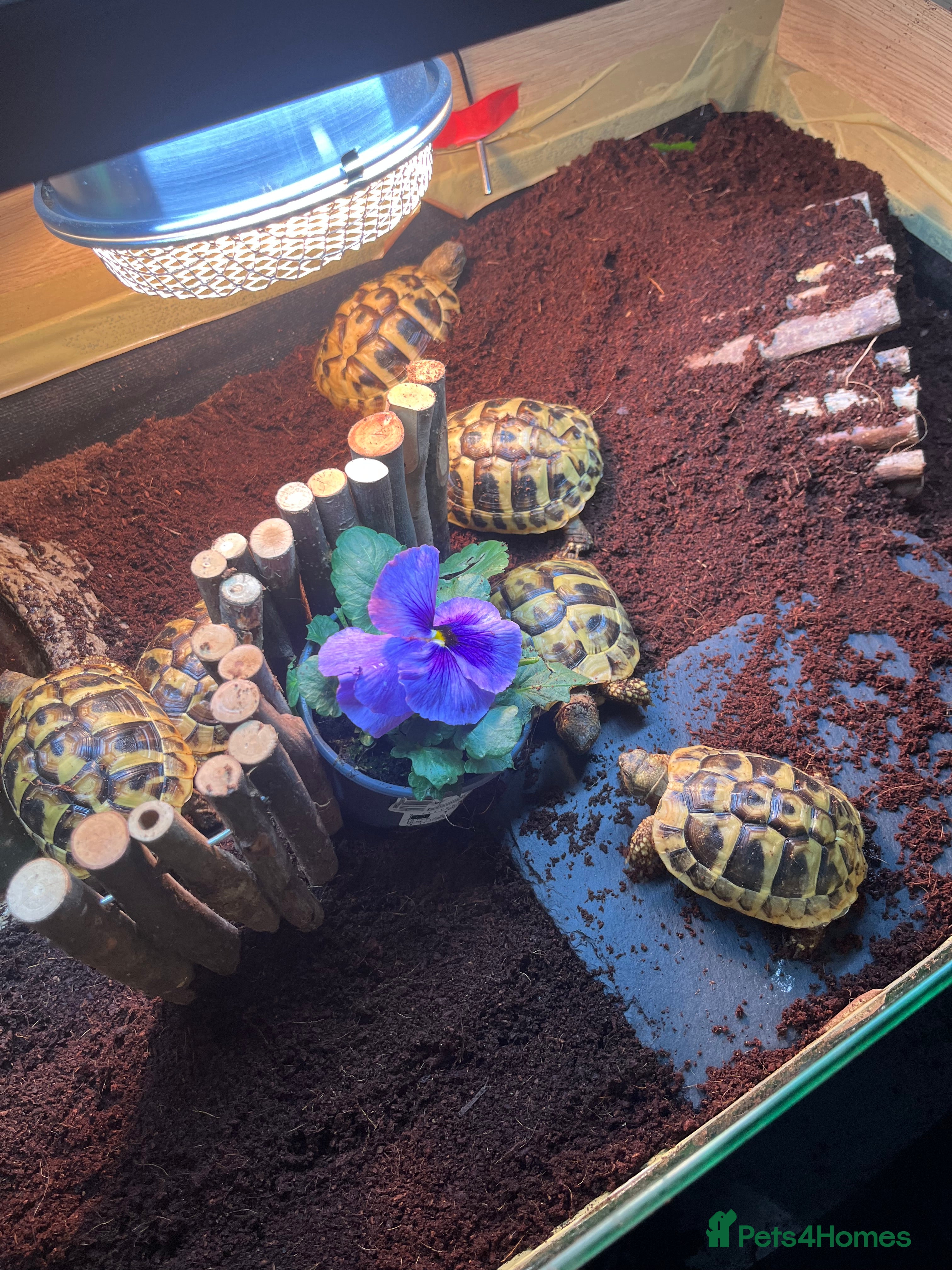 Hermann Tortoise reptiles Hermanns Tortoise yearlings  - Advert 12