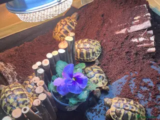 Hermann Tortoise reptiles Hermanns Tortoise yearlings - Advert 12