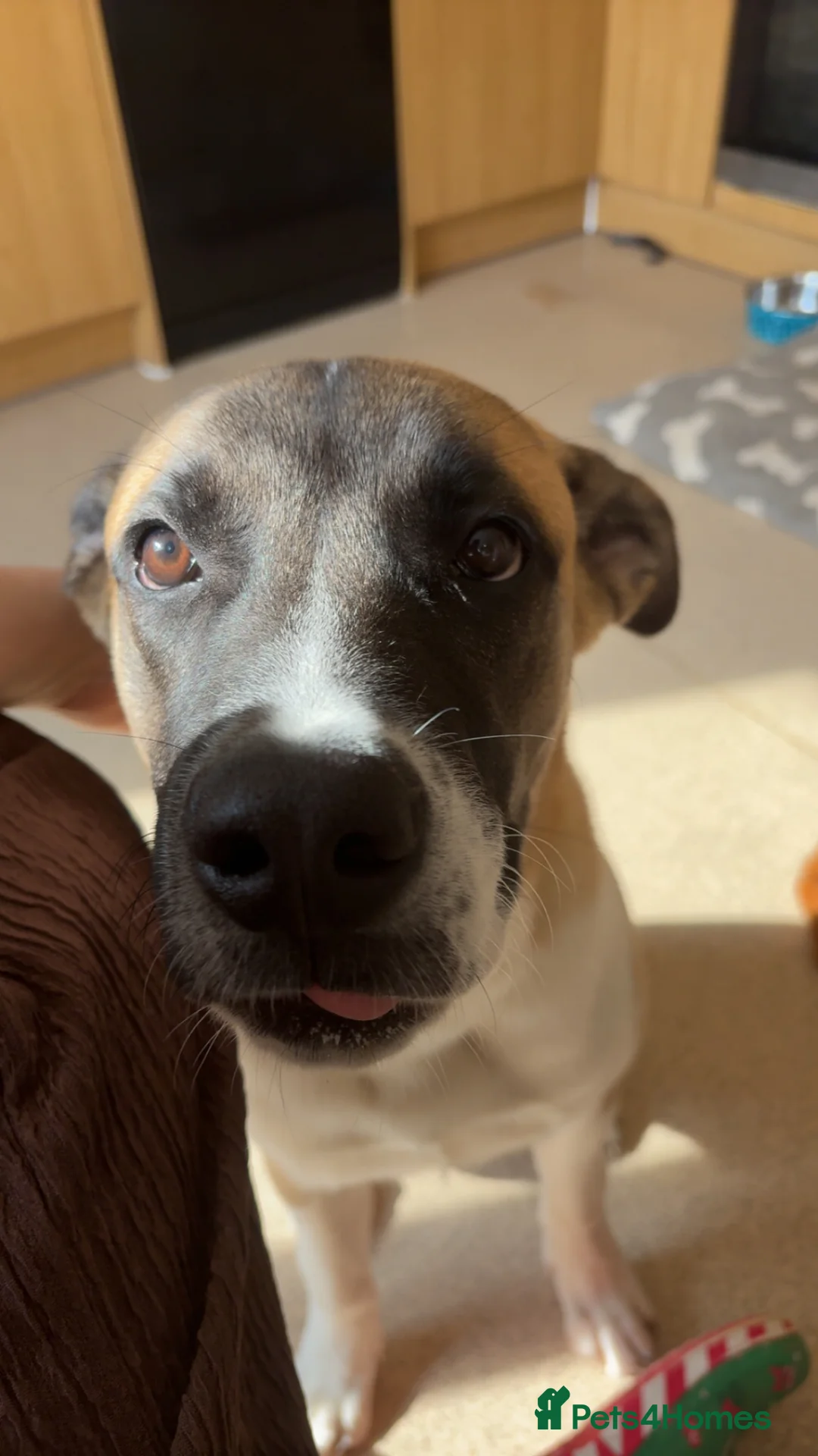 Mixed Breed dogs for sale: Max, 8 months old - Advert 2