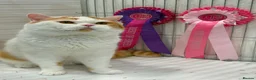 British Shorthair cats for sale: GCCF BSH kittens- championship lines - Advert 16