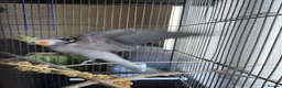 Cockatiels birds for sale: Cockatiel with cage in Nottingham - Advert 2