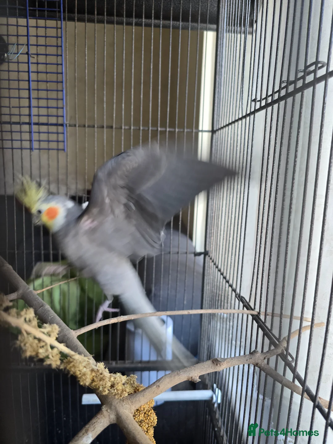 Cockatiels birds for sale: Cockatiel with cage in Nottingham - Advert 2