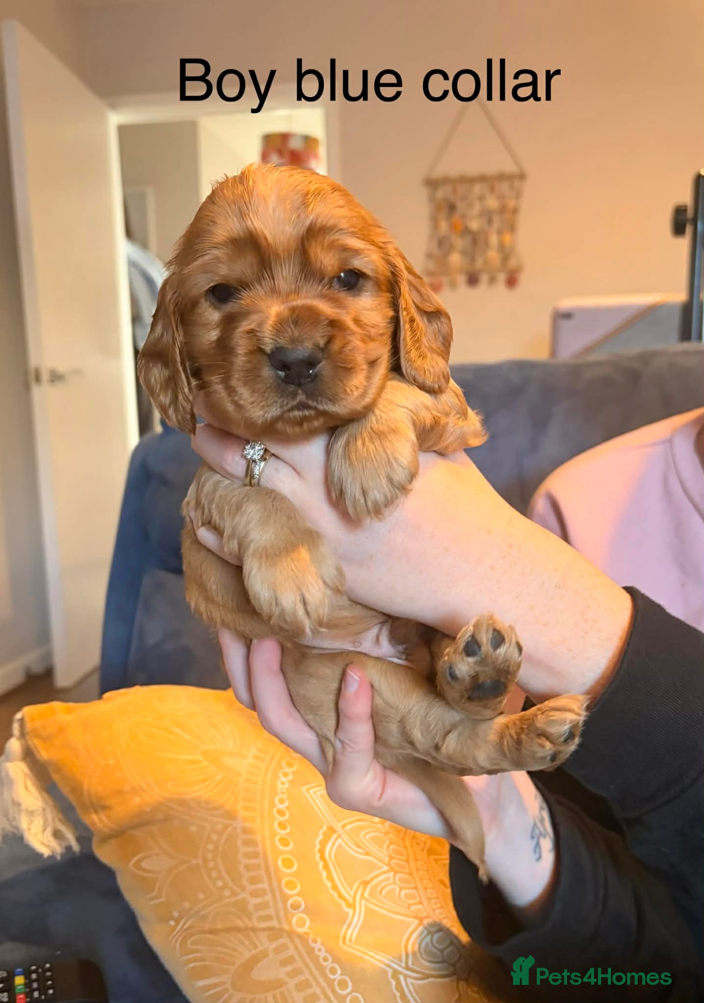 Cocker Spaniel dogs 2 show cocker spaniel puppies left - Advert 1