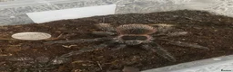 Tarantulas invertebrates for sale: Brazilian salmon pink Goliath tarantulas  - Advert 1