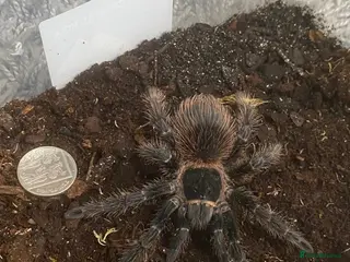 Tarantulas invertebrates Brazilian salmon pink Goliath tarantulas - Advert 11