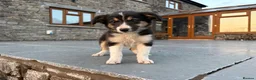 Border Collie dogs for sale: Beautiful Welsh Border Collie Puppies in Brecon - Advert 14