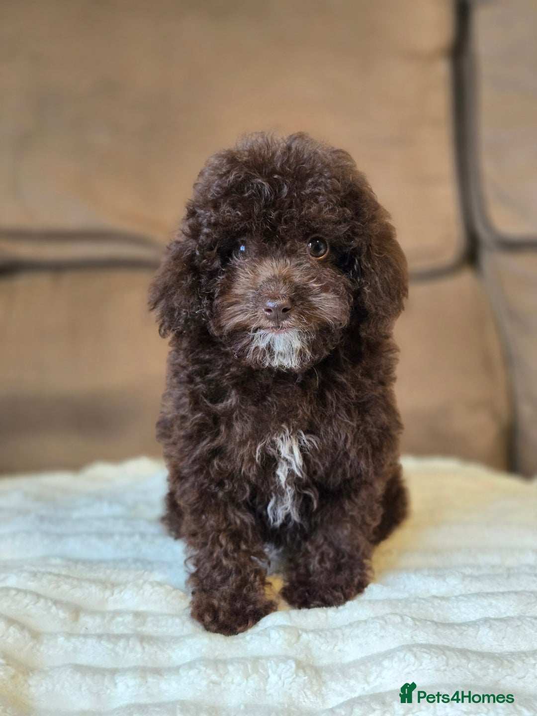 Toy Poodle dogs for sale: Gorgeous Tiny Toy Poodle Pups  - Image 24