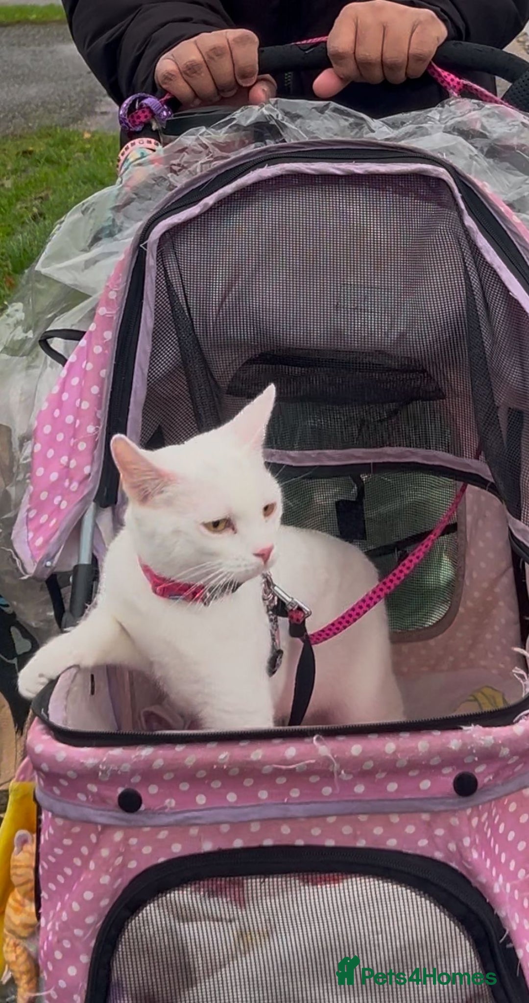 Mixed Breed cats for adoption: Its time for rescue cat snowflake to have a home - Advert 2