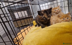 Mixed Breed cats for sale: Beautiful kittens - Image 14