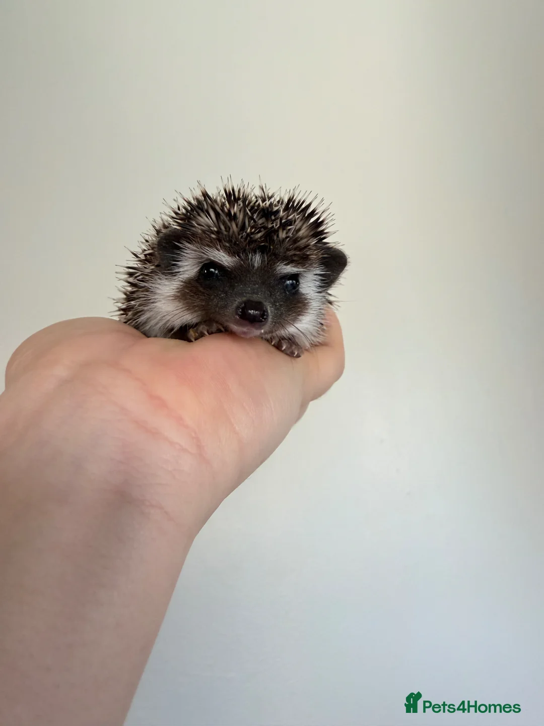 Pygmy Hedgehog rodents for sale: African Pygmy hedgehog female available  - Advert 5