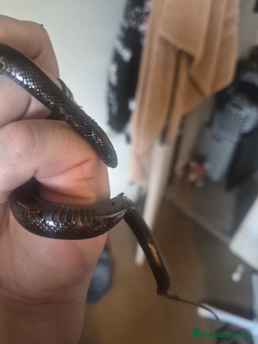 Milk Snake reptiles for sale: Mexican black kingsnake - Advert 2