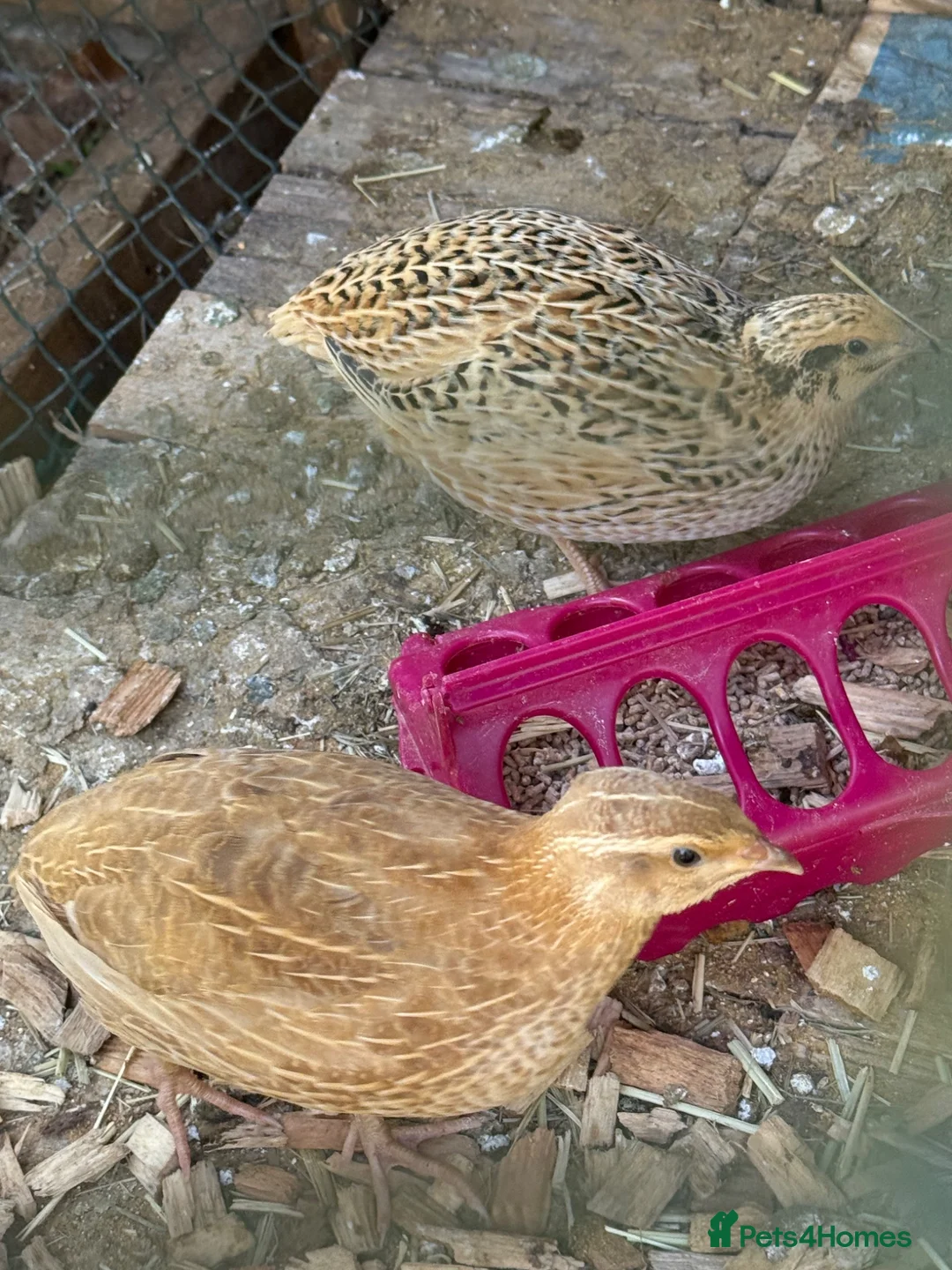 Quail poultry for sale: 2 lovely young quails in Maidenhead - Advert 1