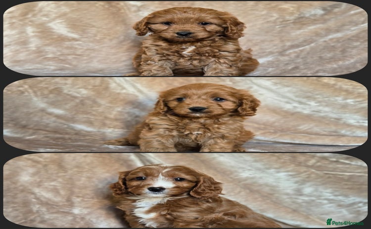 Cavapoo dogs - Advert 3