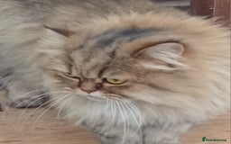 Persian cats for sale: Beautiful Chinchilla Persian girl  - Image 4