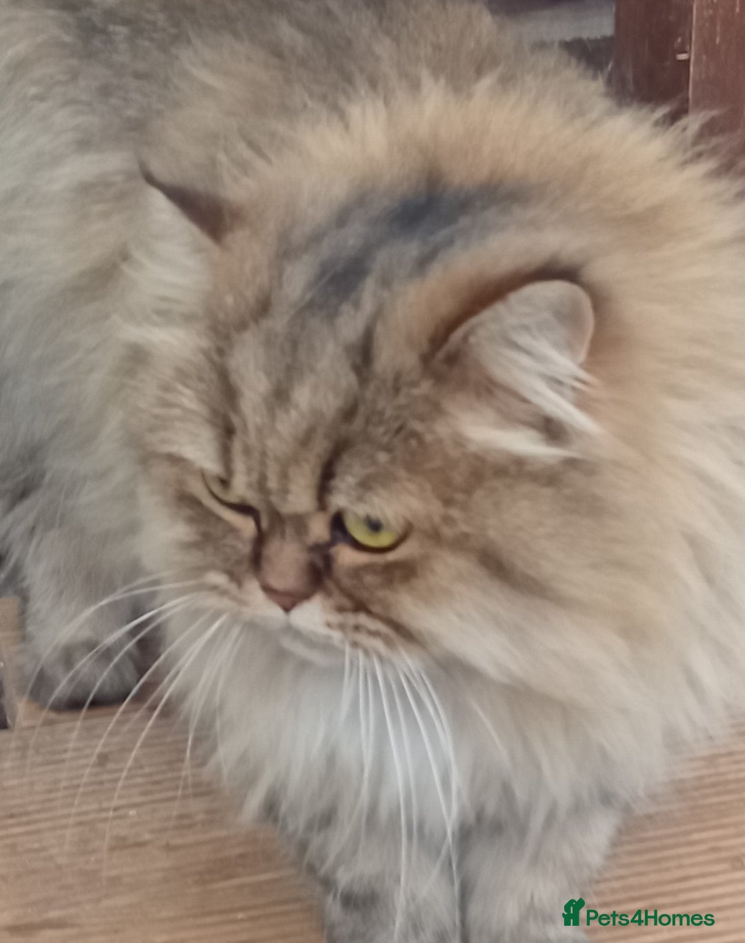 Persian cats for sale: Beautiful Chinchilla Persian girl  - Image 4