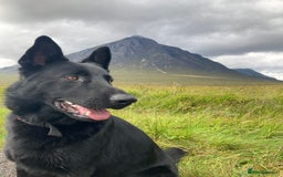 German Shepherd dogs for stud: Stunning black GSD - exceptional health and temper - Image 1
