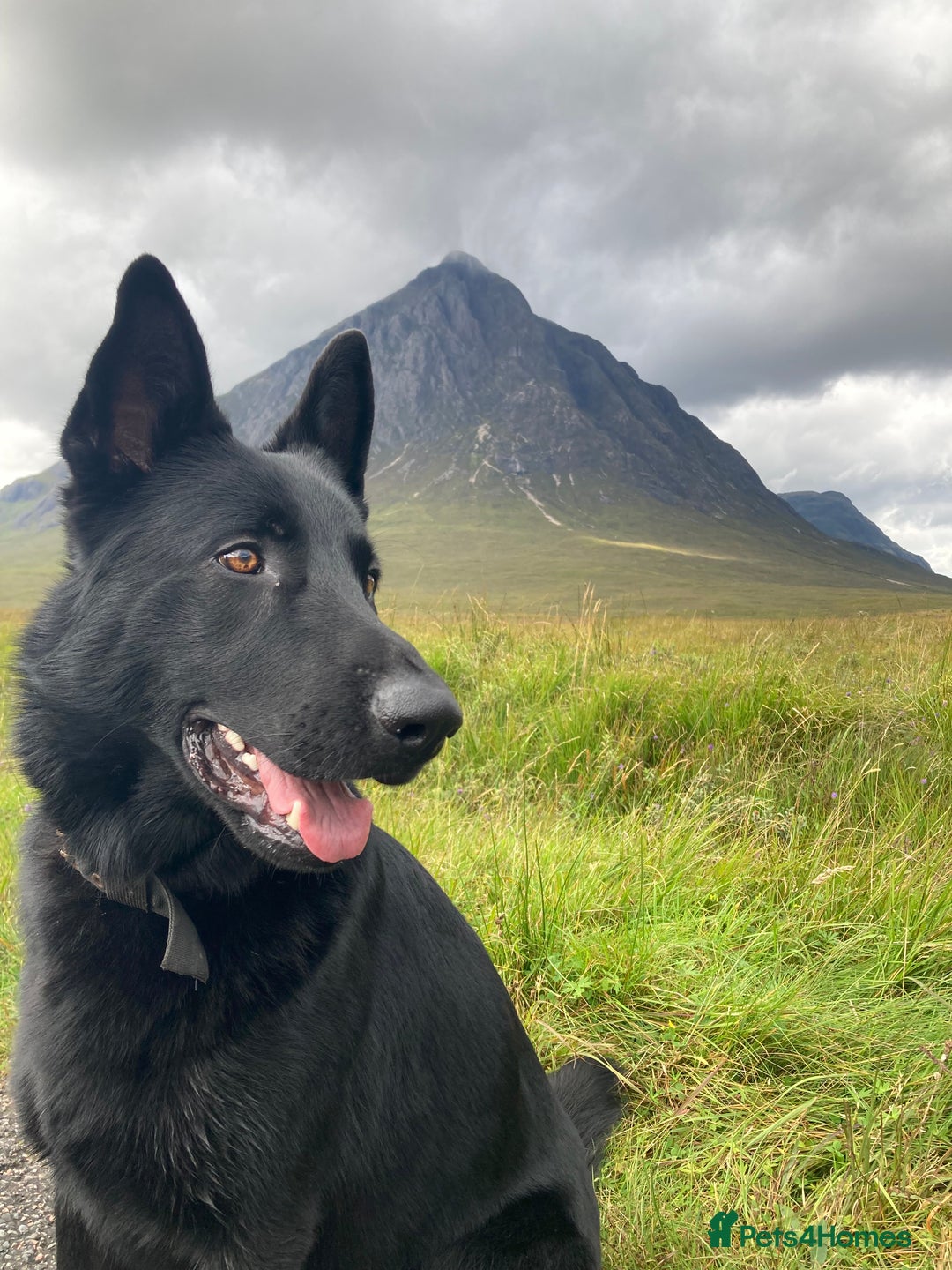German Shepherd dogs for stud: Stunning black GSD - exceptional health and temper - Image 1
