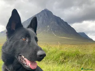 German Shepherd dogs Stunning black GSD - exceptional health and temper - Advert 11