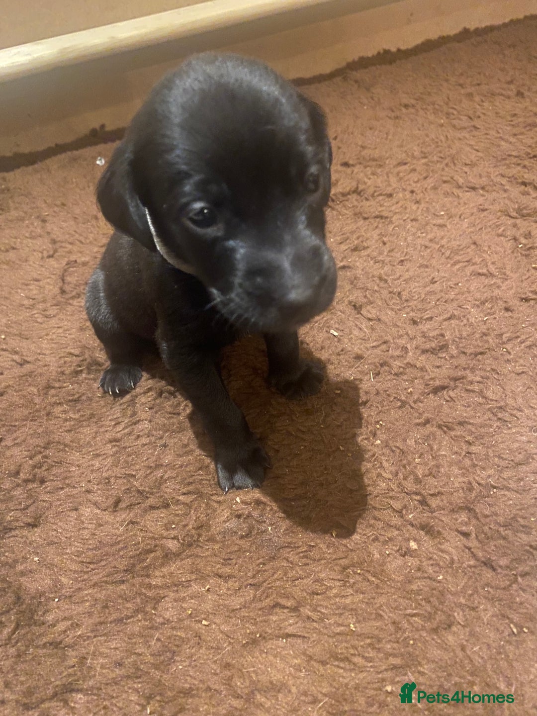 Labrador Retriever dogs for sale: KC registered Labrador puppies - Advert 20