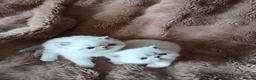 Persian cats for sale: Stunning Persian Exotics long haired and short - Advert 3