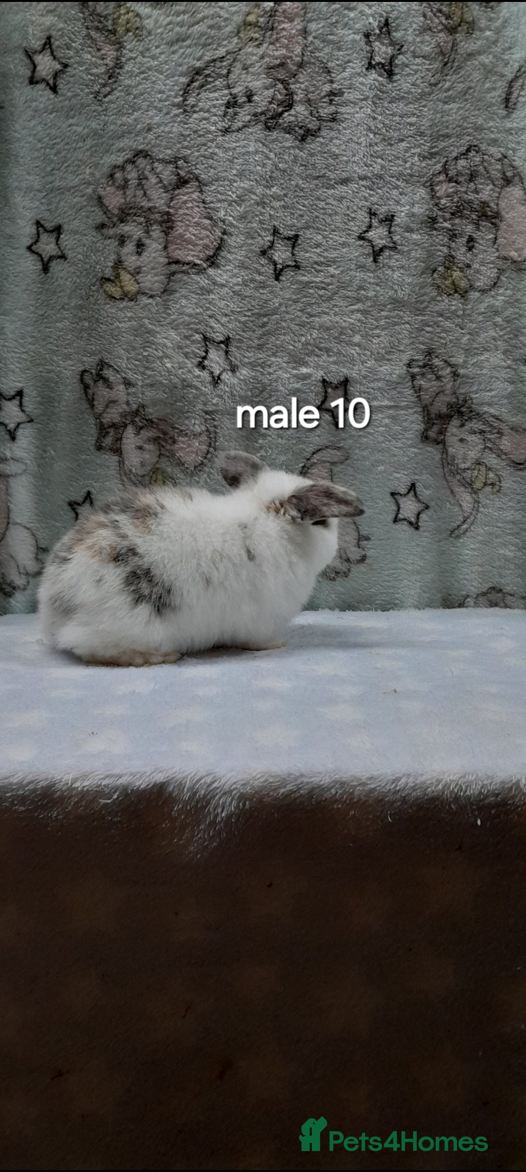 Mini Lop rabbits for sale: Purebred mini lops ready to reserve  - Advert 19