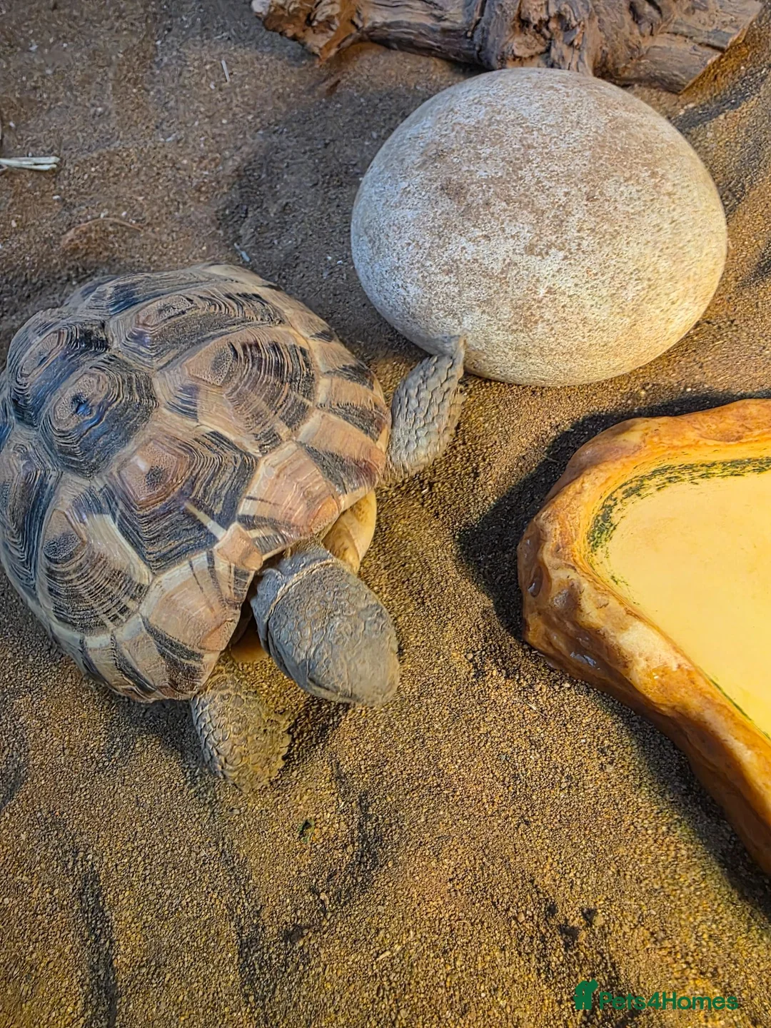Tortoise reptiles for sale: Dwarf Hermans tortoise full set up - Advert 2